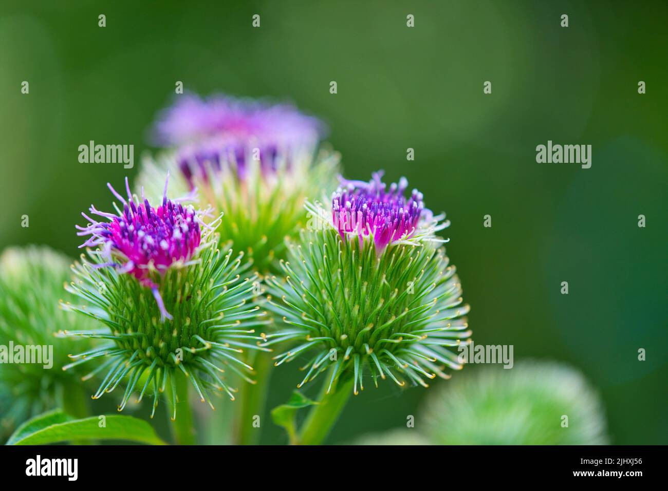closeup on a flowering greater burdock, genus Arctium , Arctium lappa, Asteraceae macro photo Stock Photo