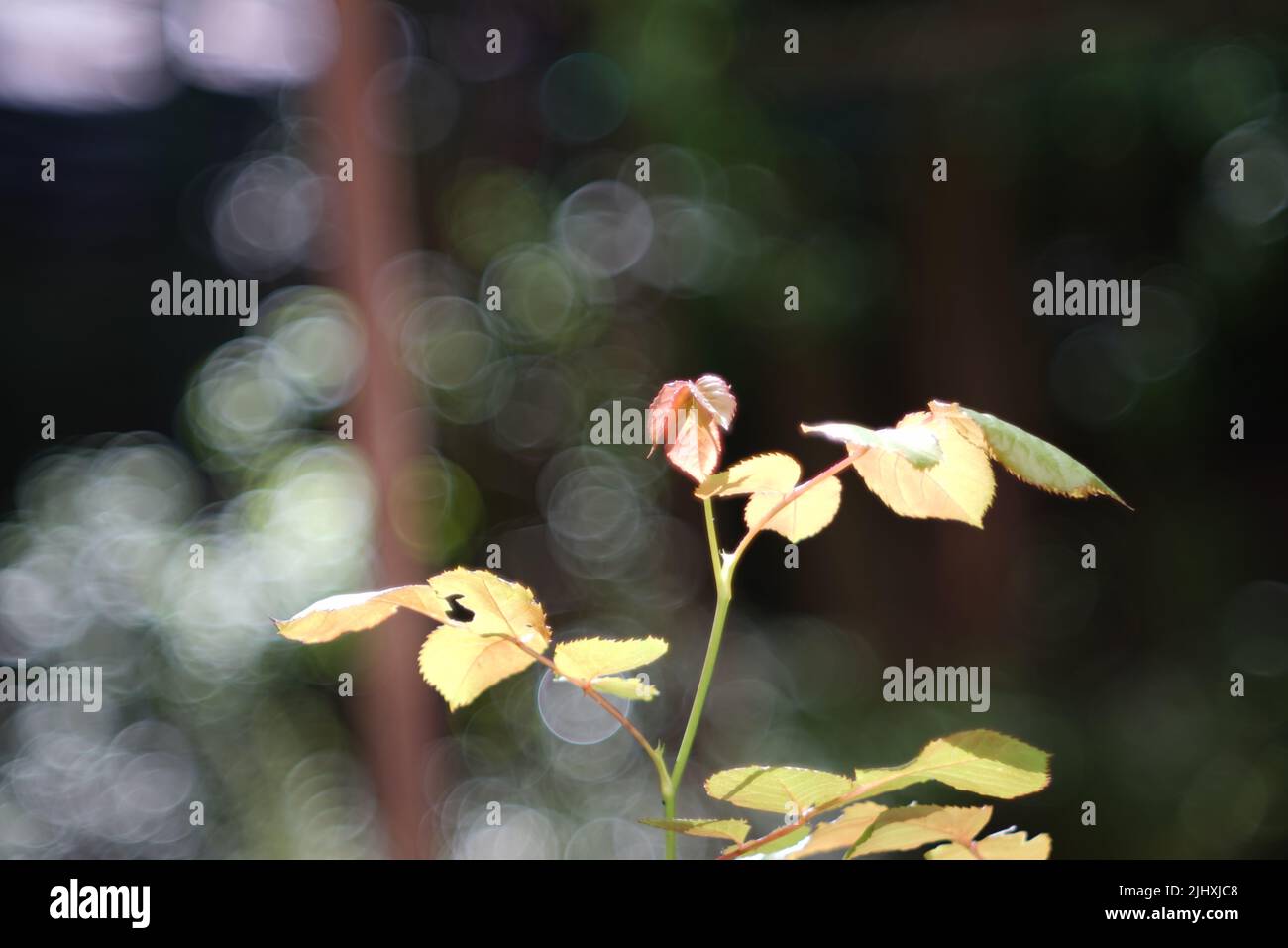 Dwarf rose hi-res stock photography and images - Alamy