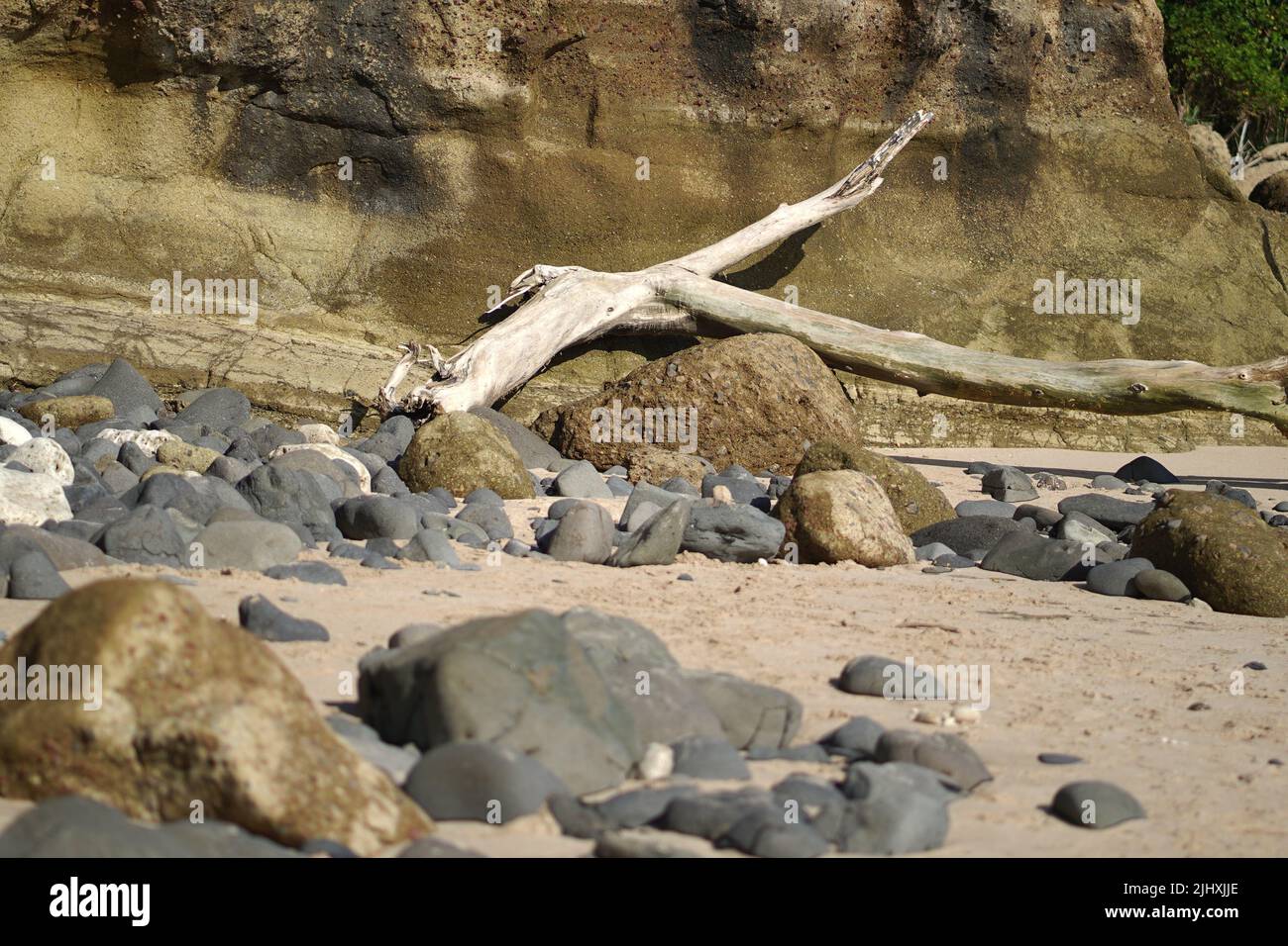 The driftwood and large pebbles near the cliff on sandy beach Stock Photo