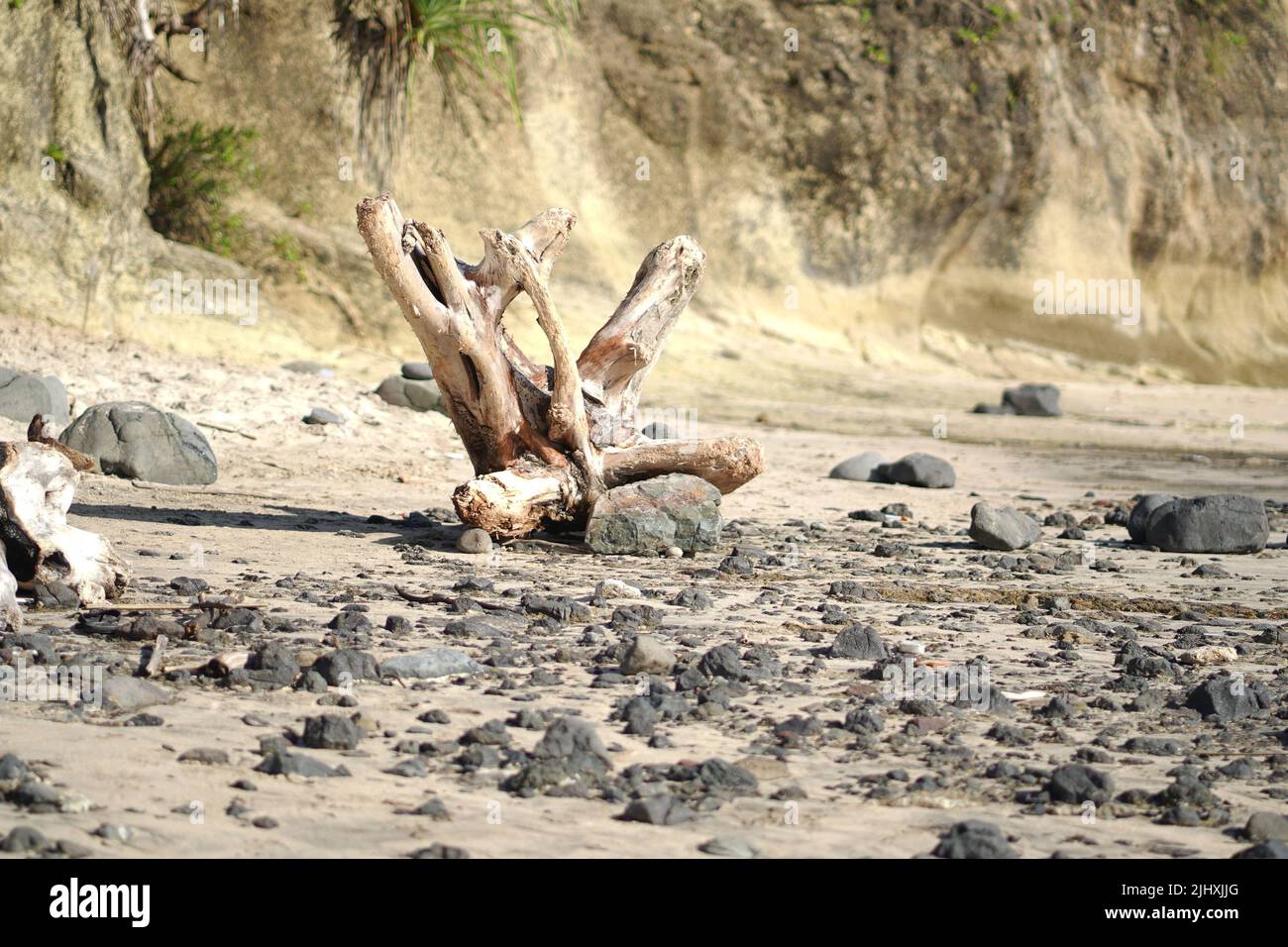 The driftwood and large pebbles near the cliff on sandy beach Stock Photo