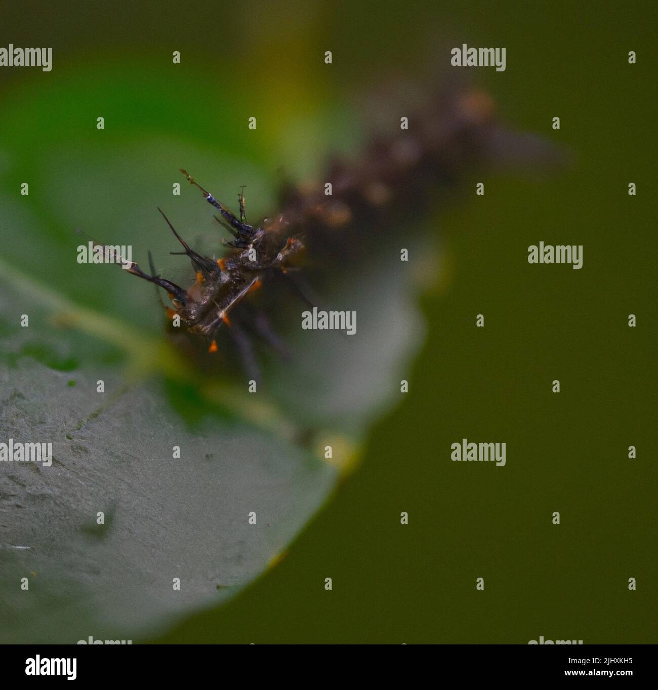 A closeup of a poisonous caterpillar crawling on a green leaf in a ...