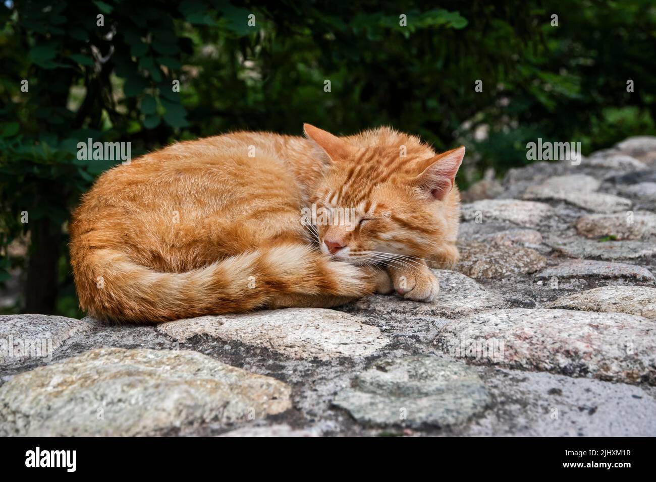 Sleeping orange cat closeup on stone wall Stock Photo