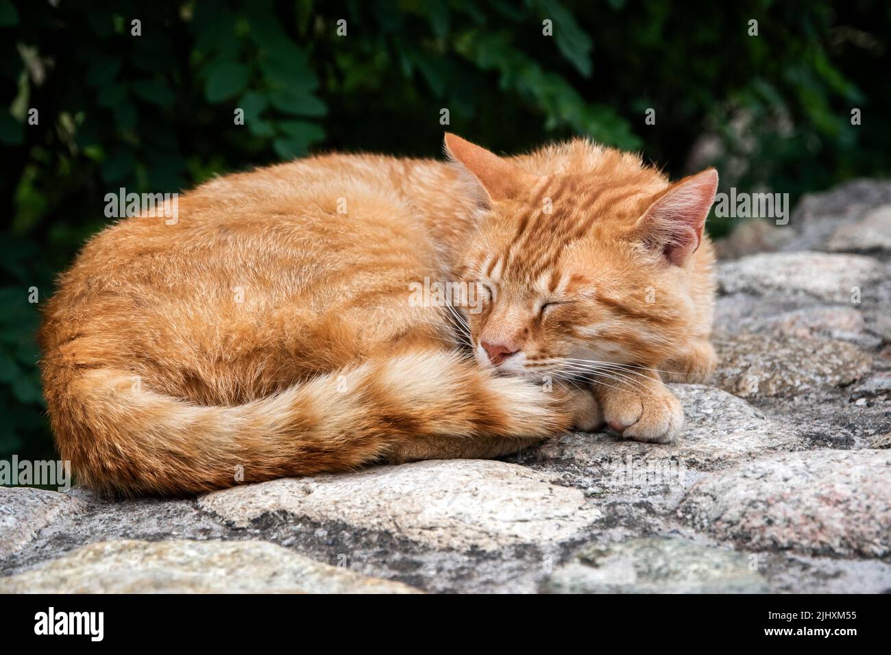 Sleeping orange cat closeup on stone wall Stock Photo