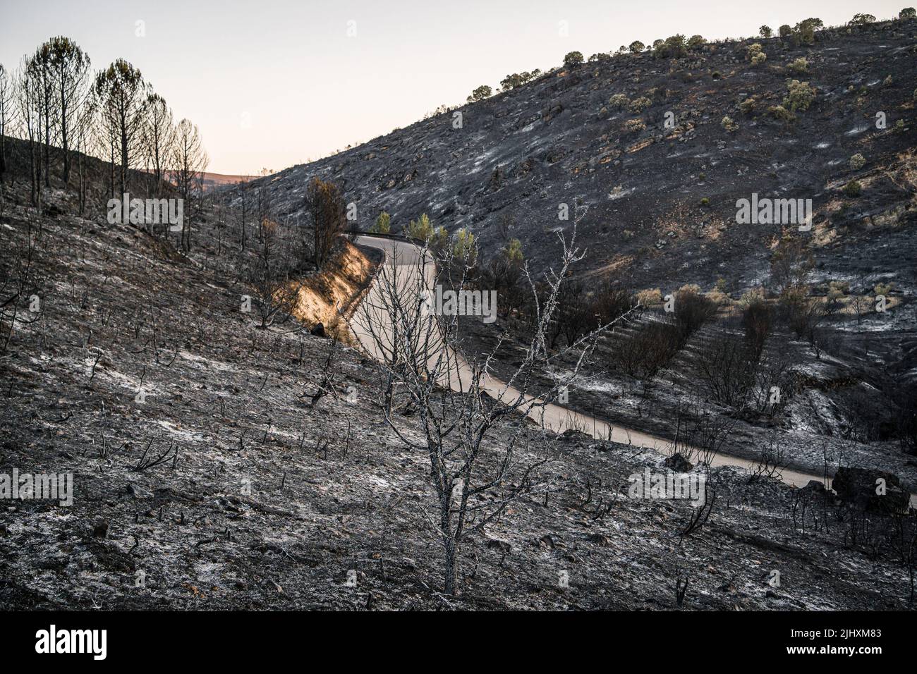 The slopes of the road that leads to Valdepeñas de la Sierra destroyed by the flames of the fire. The Red Cross shelter in the town of Uceda, next to Valdepeñas de la Sierra, welcomed more than 150 people from the towns affected by the fire. The forest fire that lasted more than 48 hours in Valdepeñas de la Sierra, 80 kilometers from Madrid, Spain, destroyed more than 3,000 hectares. The authorities suspect that the fire could have been caused by a pyromaniac during the days of high heat temperatures recorded in Spain. Stock Photo