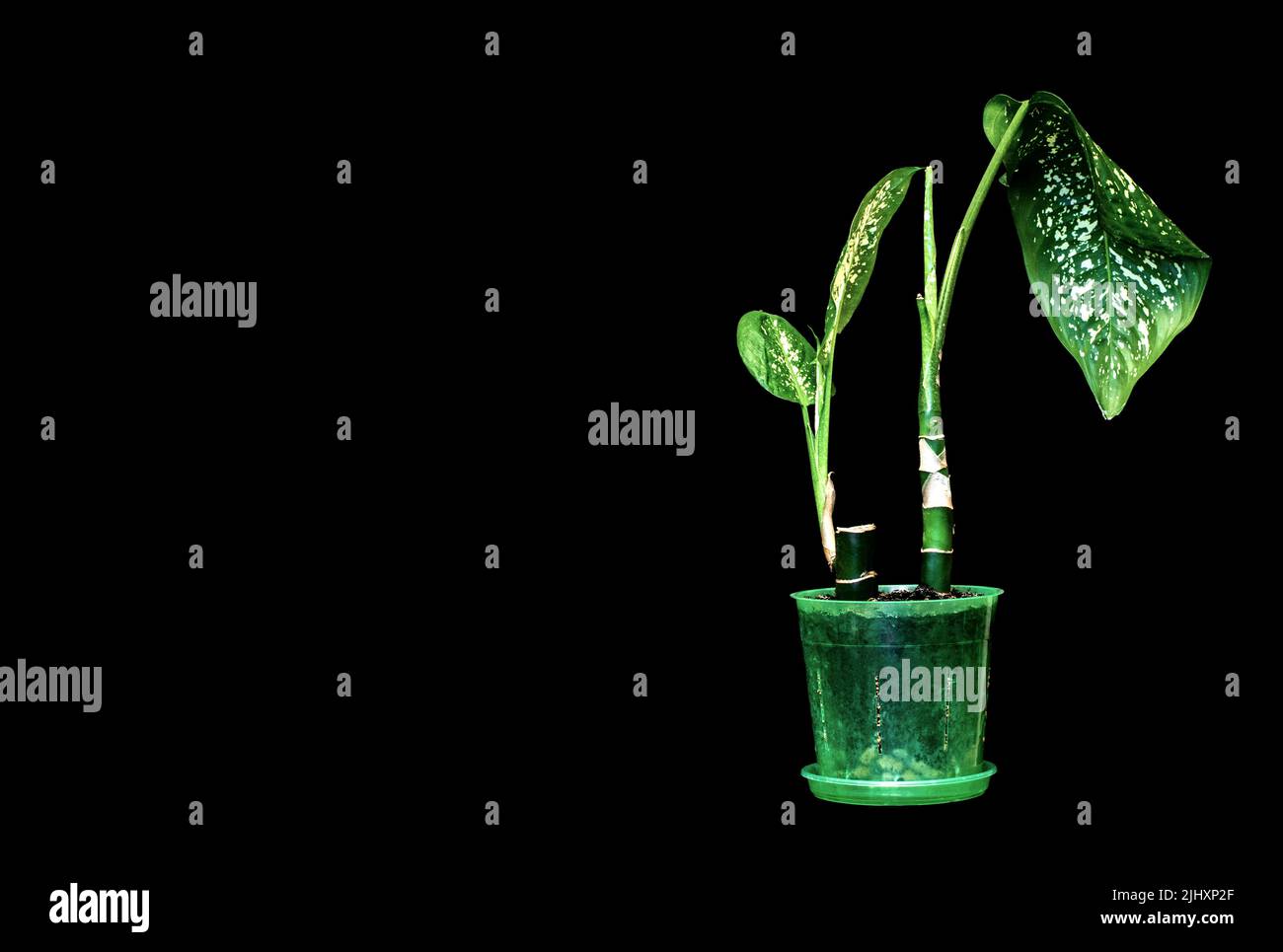 Image houseplant dieffenbachia on a black background Stock Photo