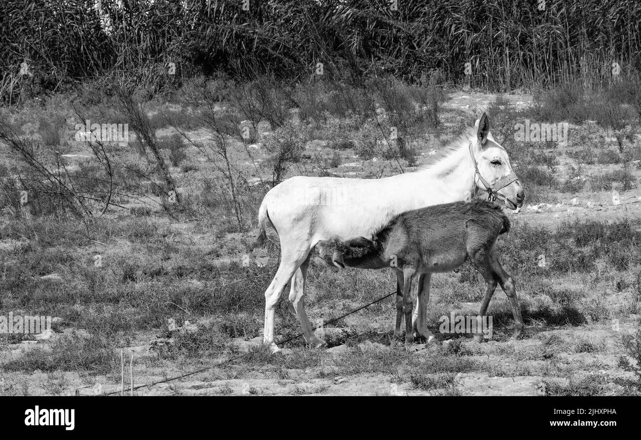 Farm animals, picturesque nature and innate motherhood. Stock Photo