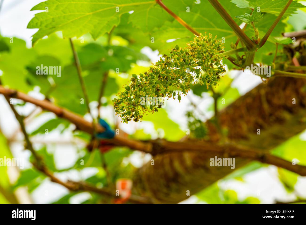 Closeup view of blooming grapes flowers on a branch of vine. Flowering vine are tranform into grapes. Stock Photo