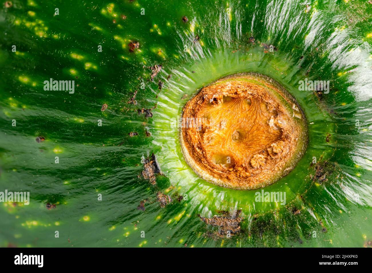 Extreme closeup view of green avocado stalk. Avocado, plant of a large berry containing a single large seed. Stock Photo