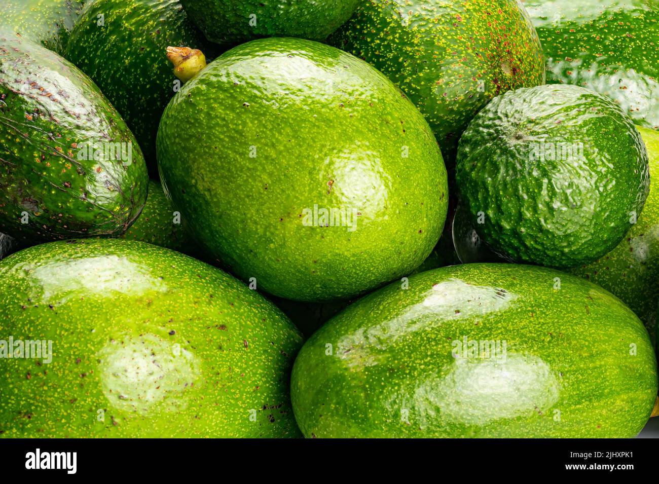 Closeup scene pile of green avocado on a table. Avocados or Avocado pear or Alligator Pear are cultivated in tropical and mediterranean climates of ma Stock Photo