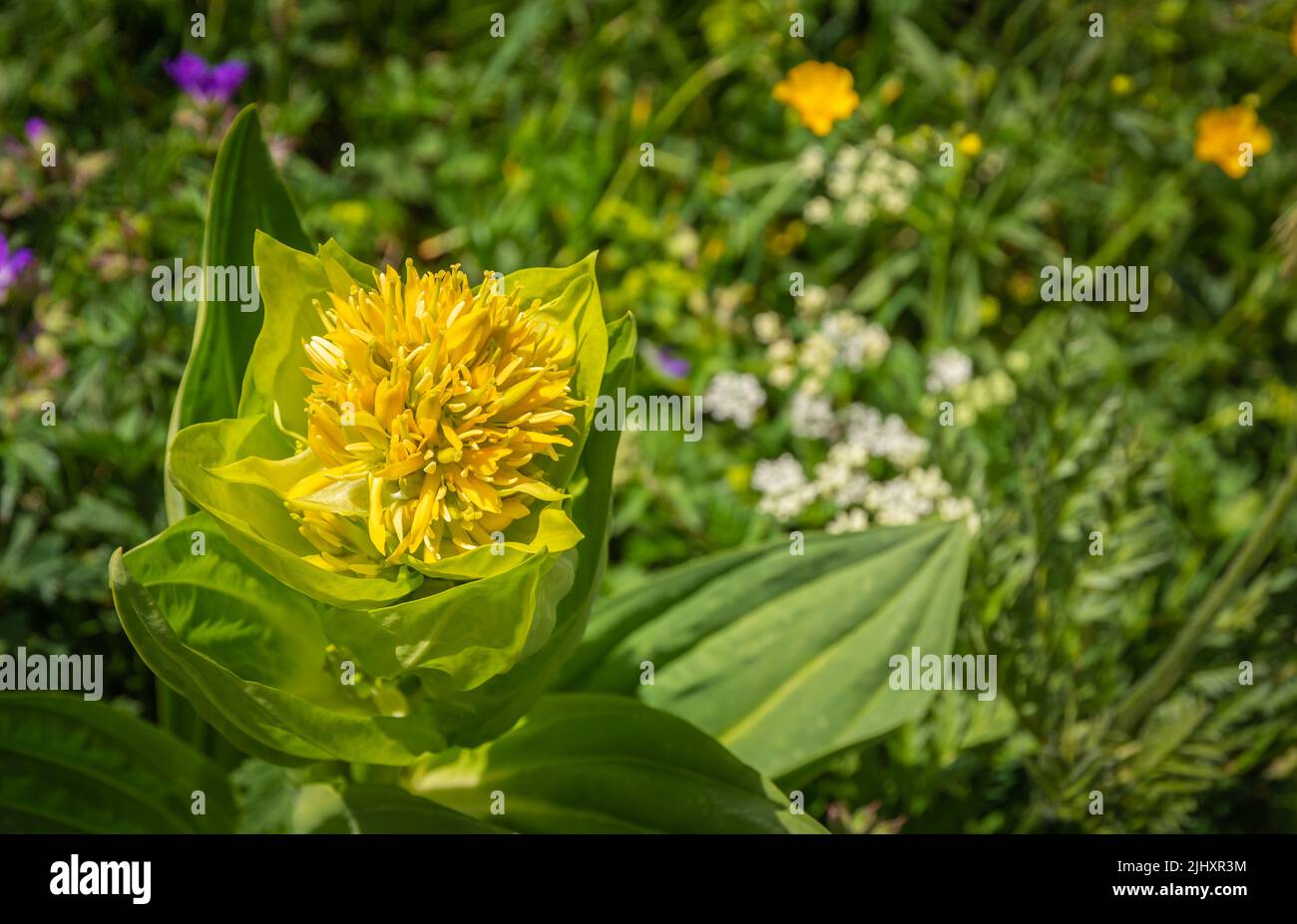 Gentiana lutea.( Mountain flower. The Dolomites. Italian Alps. Europe. It grows in grassy alpine and sub-alpine pastures, usually on calcareous soils. Stock Photo