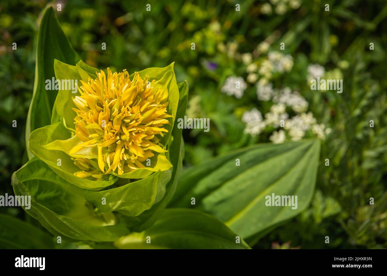 Gentiana lutea.( Mountain flower. The Dolomites. Italian Alps. Europe. It grows in grassy alpine and sub-alpine pastures, usually on calcareous soils. Stock Photo