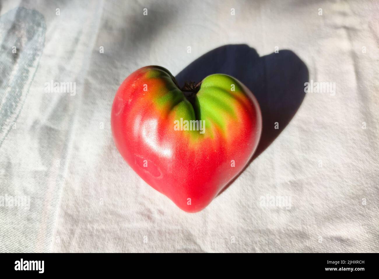 Large, almost ripe oxheart tomato in the shape of a heart Stock Photo ...