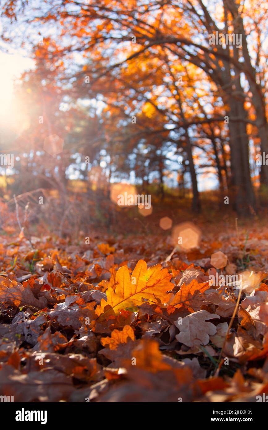 Fallen Oak Leaves under sunlight closeup autumn background Stock Photo