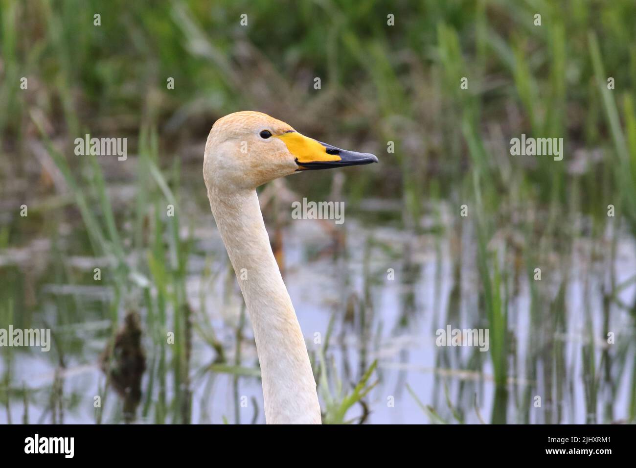 Whooper Swan (Cygnus cygnus); close up shot of head, neck and distinctive beak pattern of this species of wild swan looking alert Stock Photo