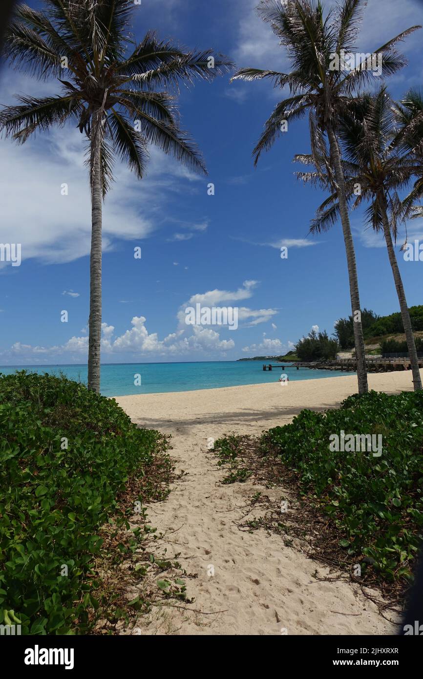 A vertical shot of a beach with palm trees in Saint George's Parish, Bermuda Stock Photo