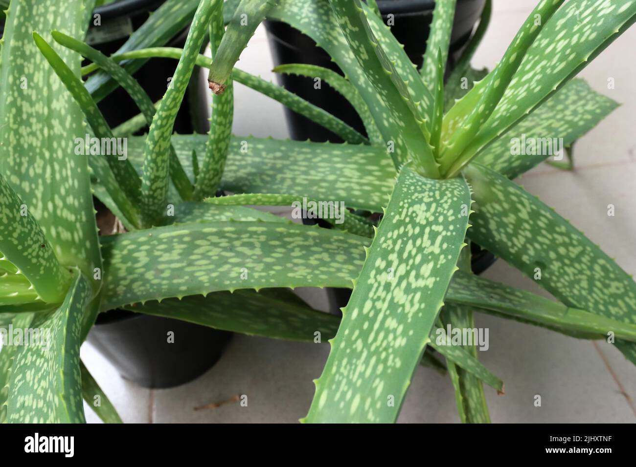 Aloe vera Orchidea piante Foto stock - Alamy