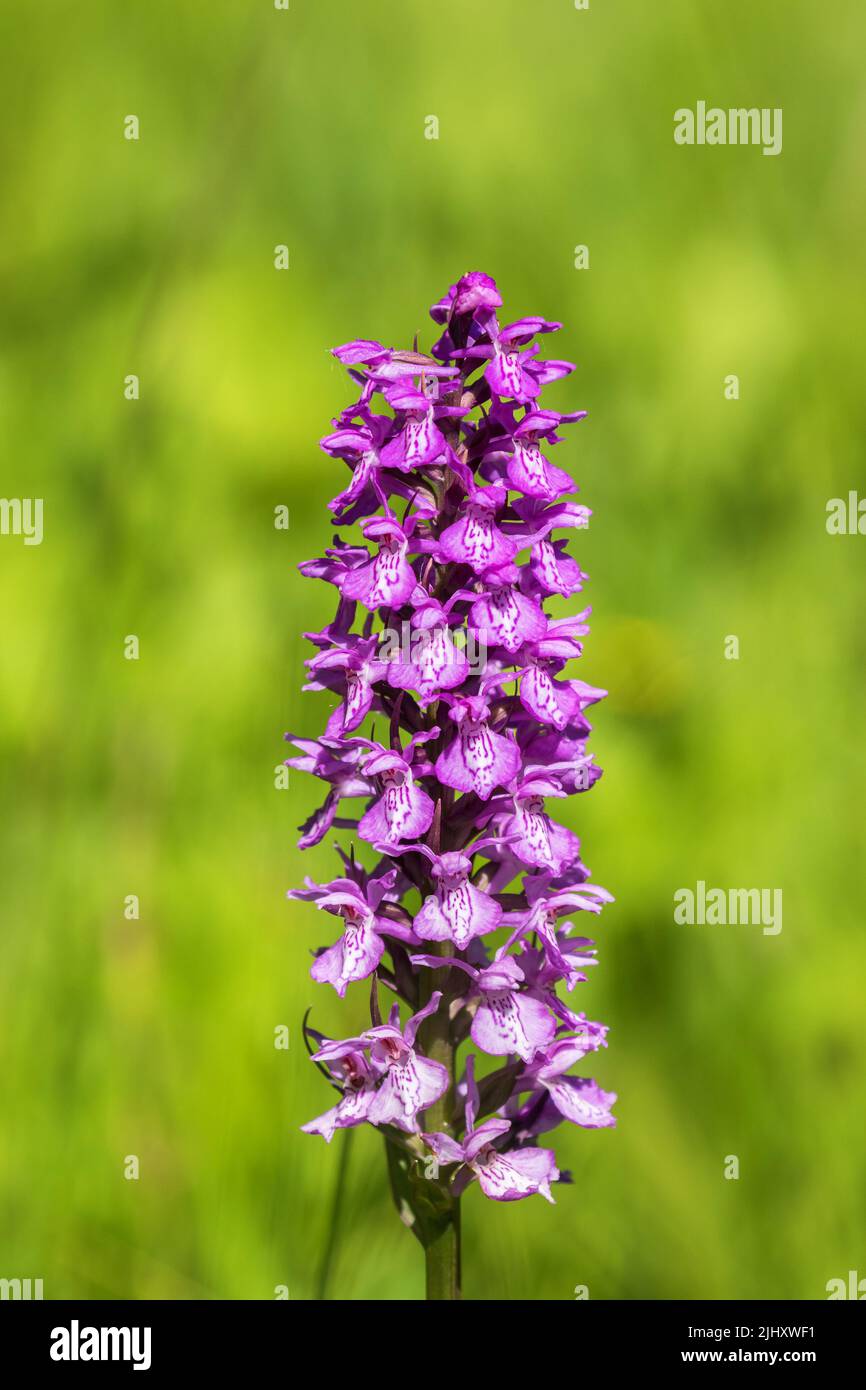 Closeup of a Western marsh orchid blooming on a meadow Stock Photo