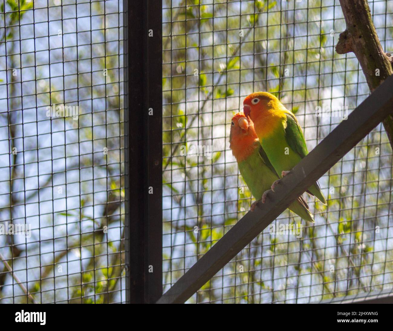 A closeup of Fischer's lovebirds perching on metal rope in cage Stock Photo