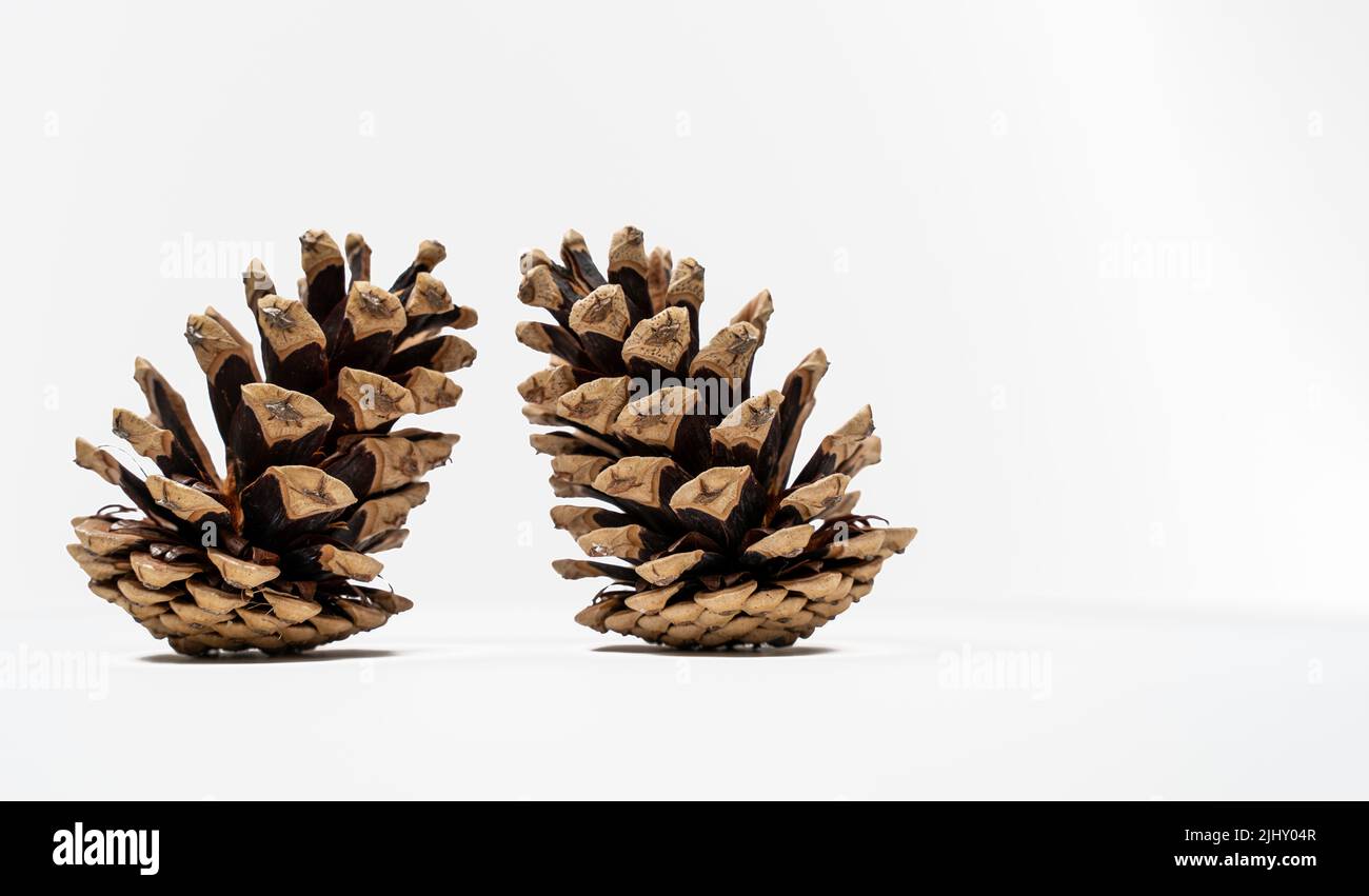 Isolated Pine cone on white background Stock Photo