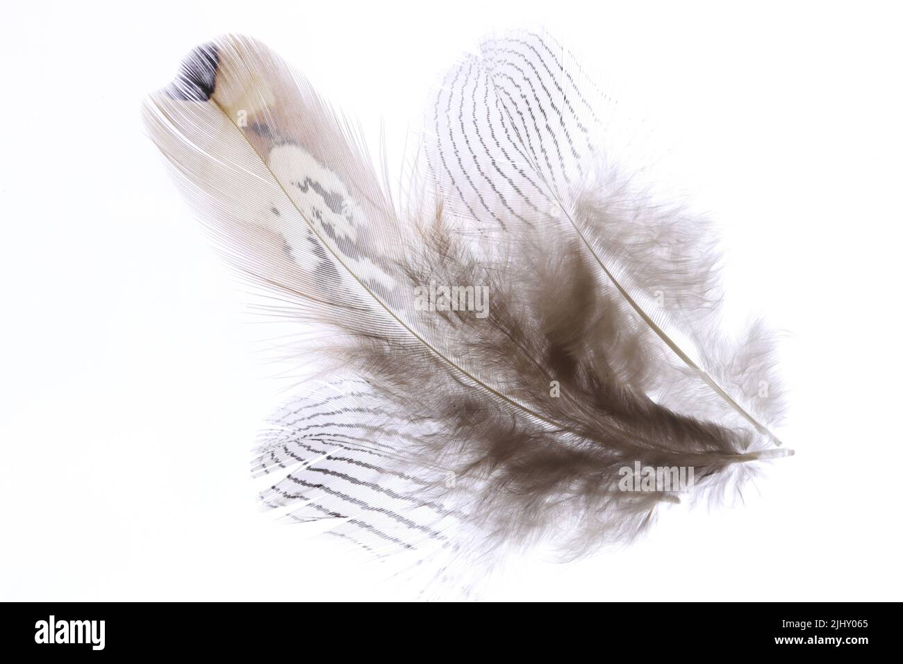 Pheasant feather isolated on white Stock Photo - Alamy