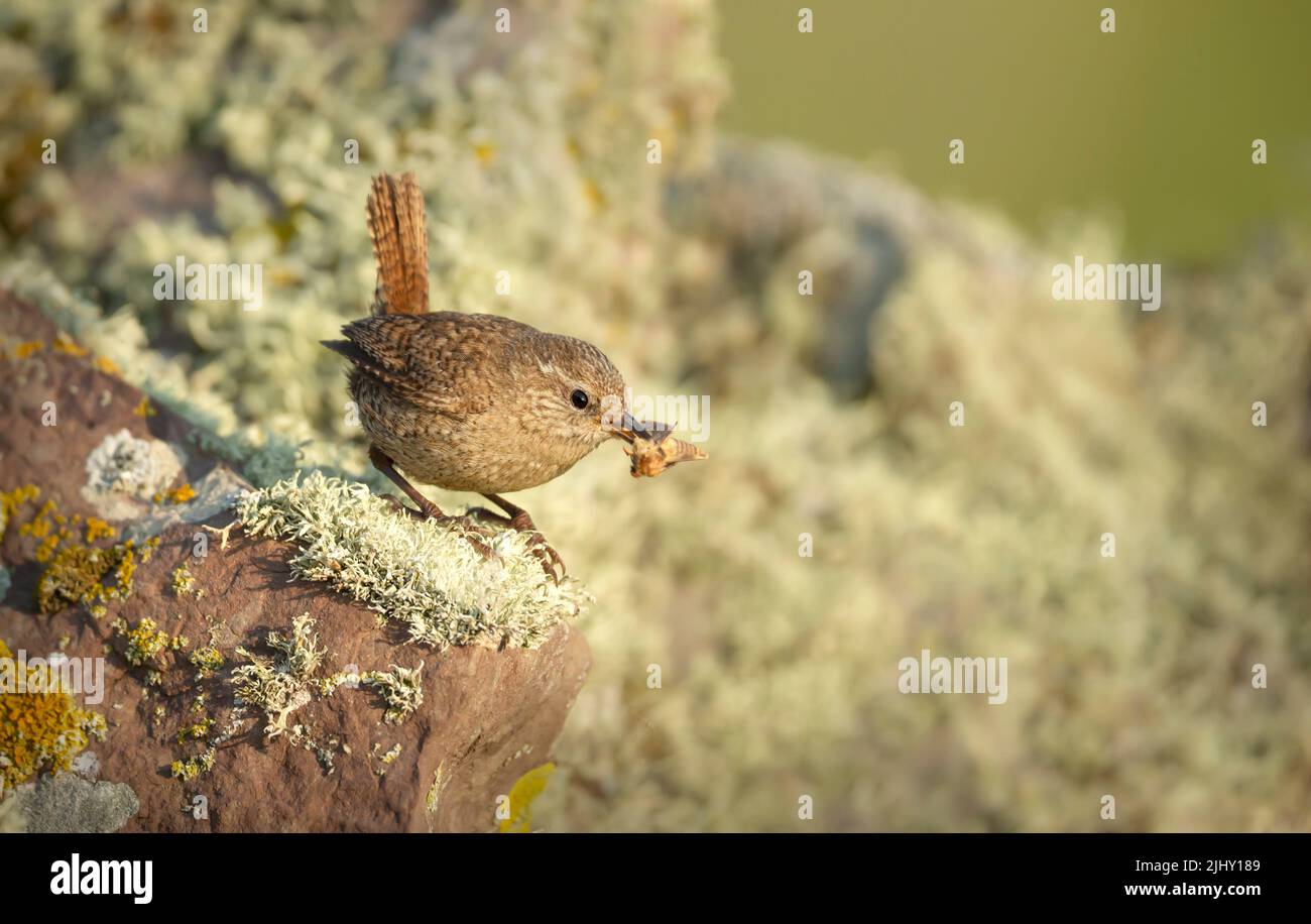 Shetland wren perched on a mossy stone with an insect in the beak, Shetland Islands. Stock Photo