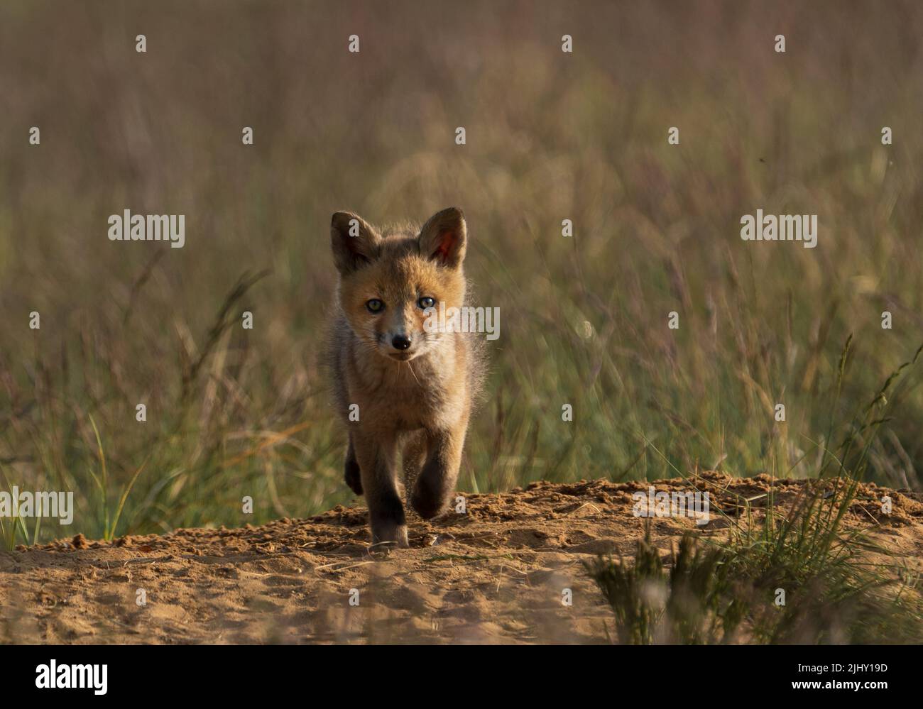 A selective of a kit fox (Vulpes macrotis) in grass Stock Photo Alamy
