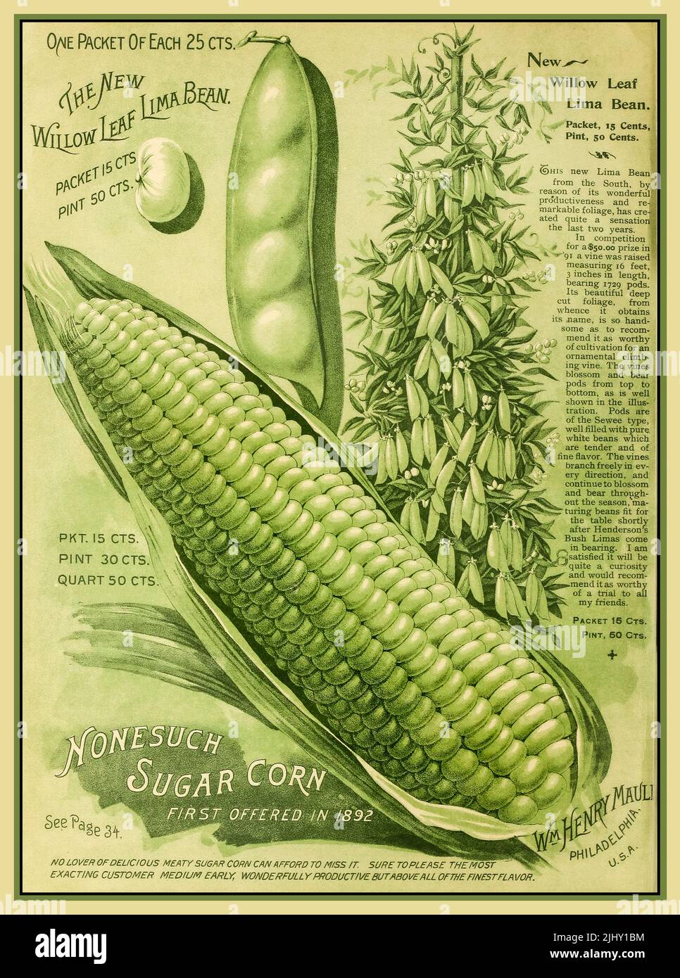 Vintage 1893 Maule's American seed catalogue illustration, featuring Willow Leaf Lima Bean, Nonesuch Sugar Corn Philadelphia USA Stock Photo