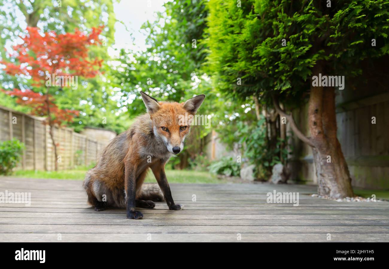 Close up of a red fox (Vulpes vulpes) sitting on a wooden patio decking ...