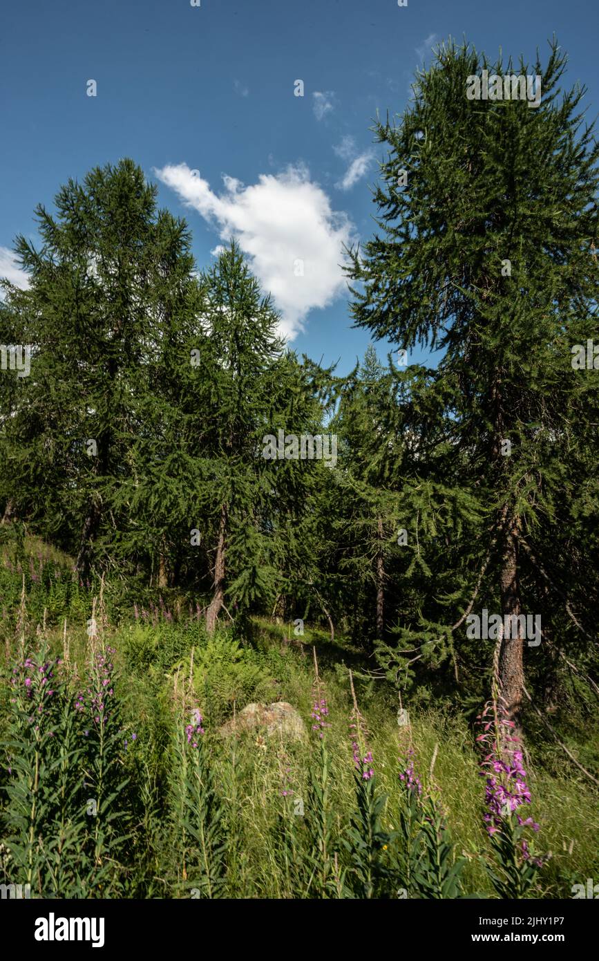 Mountain forest Stock Photo