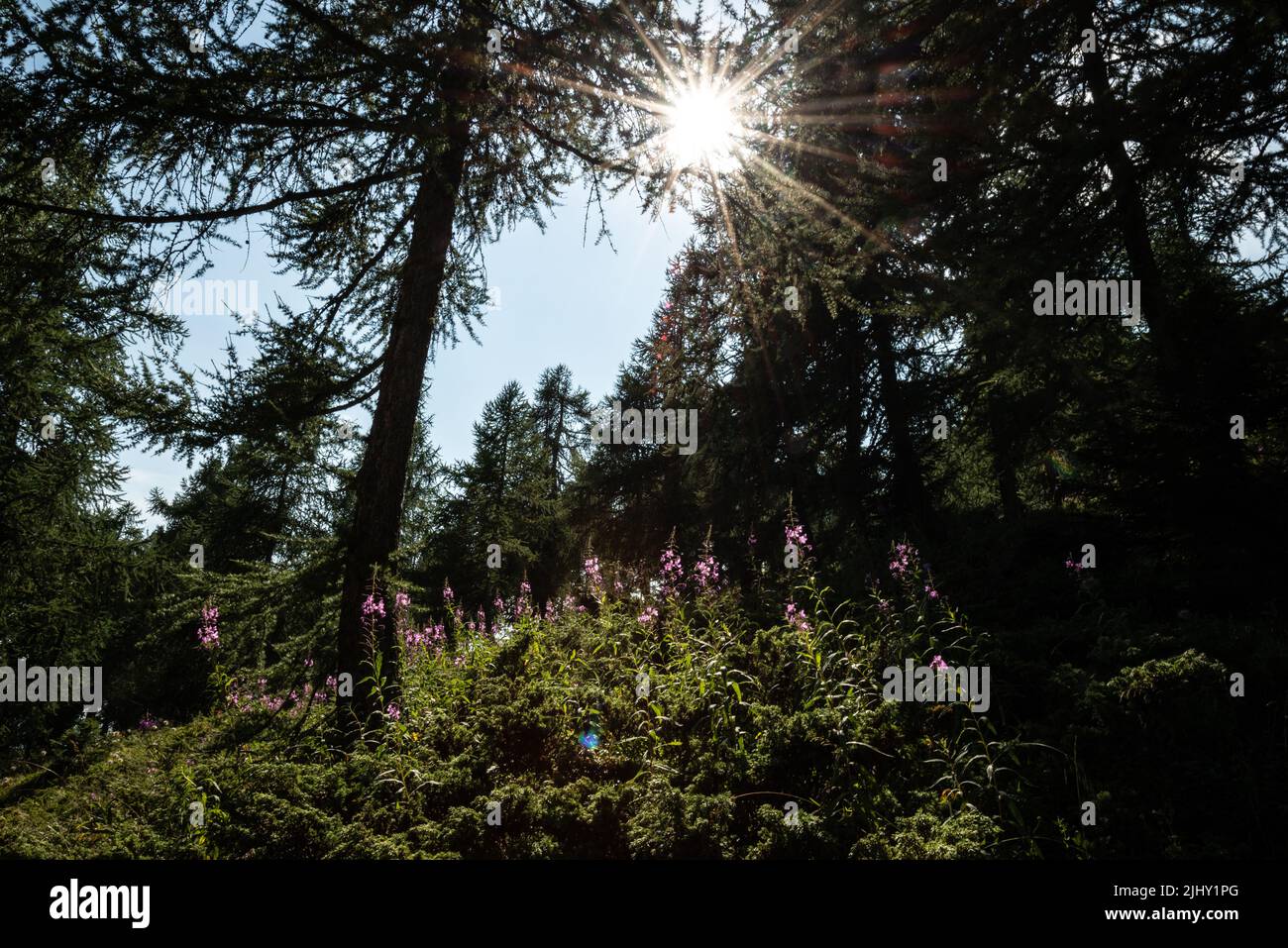 Mountain forest Stock Photo