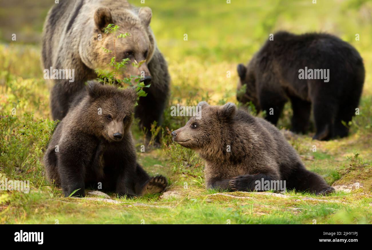 Close up of female Eurasian brown bear (Ursos arctos) and her cubs in ...