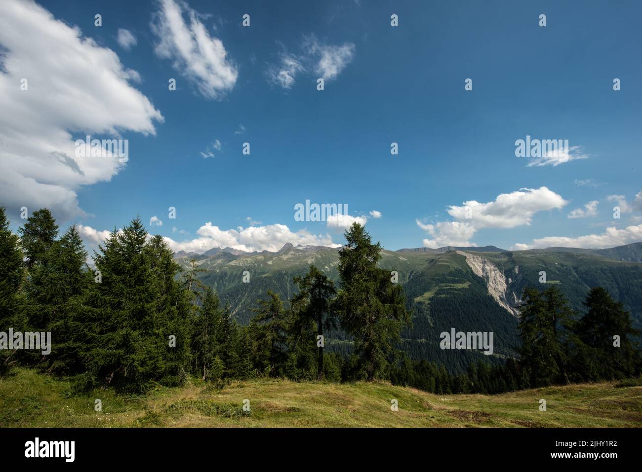 Mountain forest Stock Photo