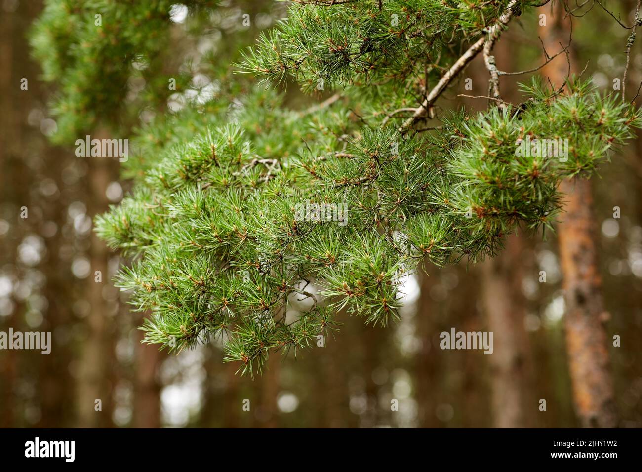 branch of pine tree in coniferous forest Stock Photo