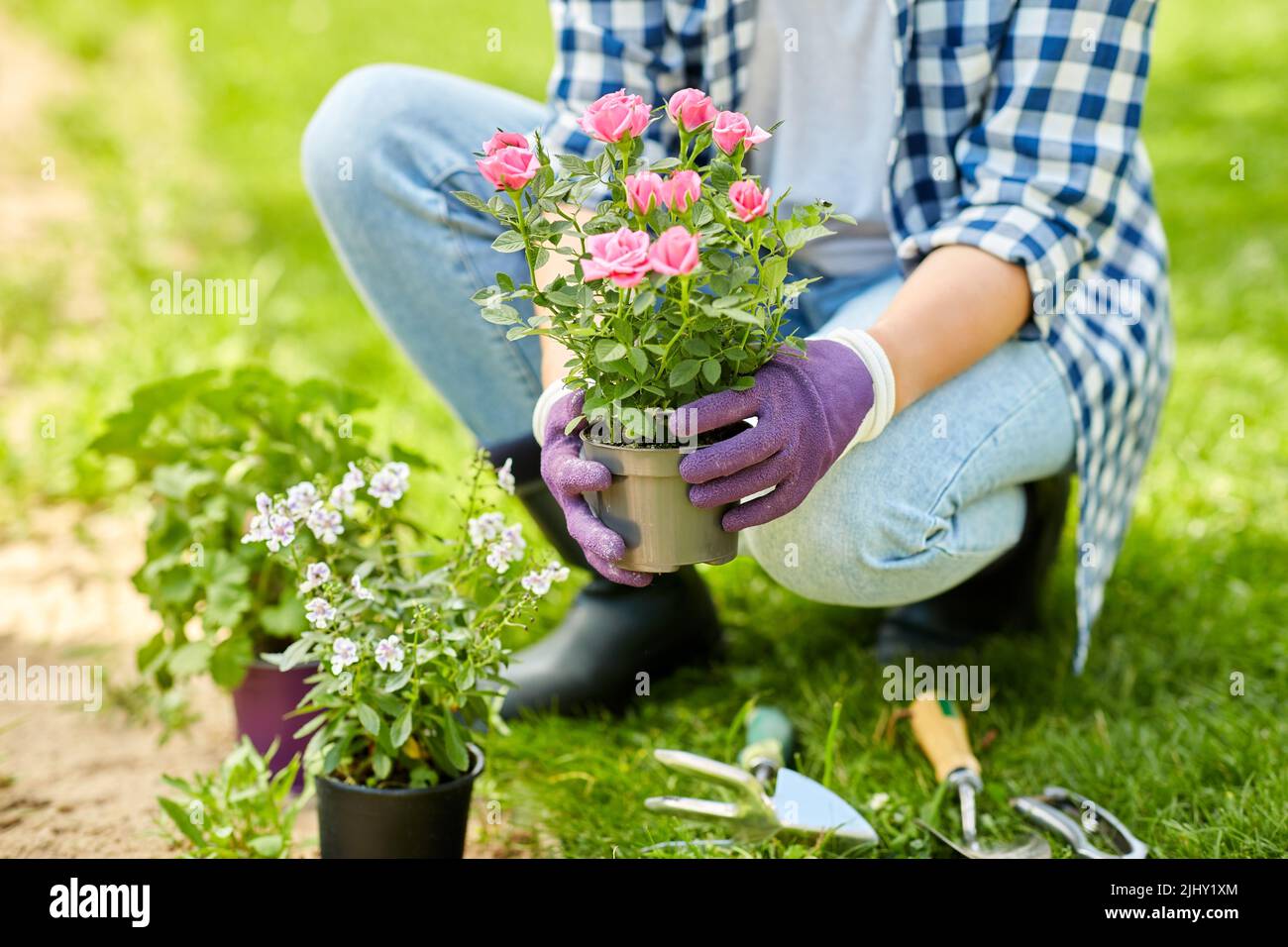 woman planting rose flowers at summer garden Stock Photo - Alamy