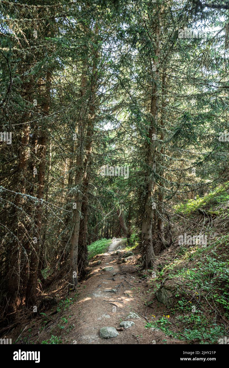 Mountain forest Stock Photo