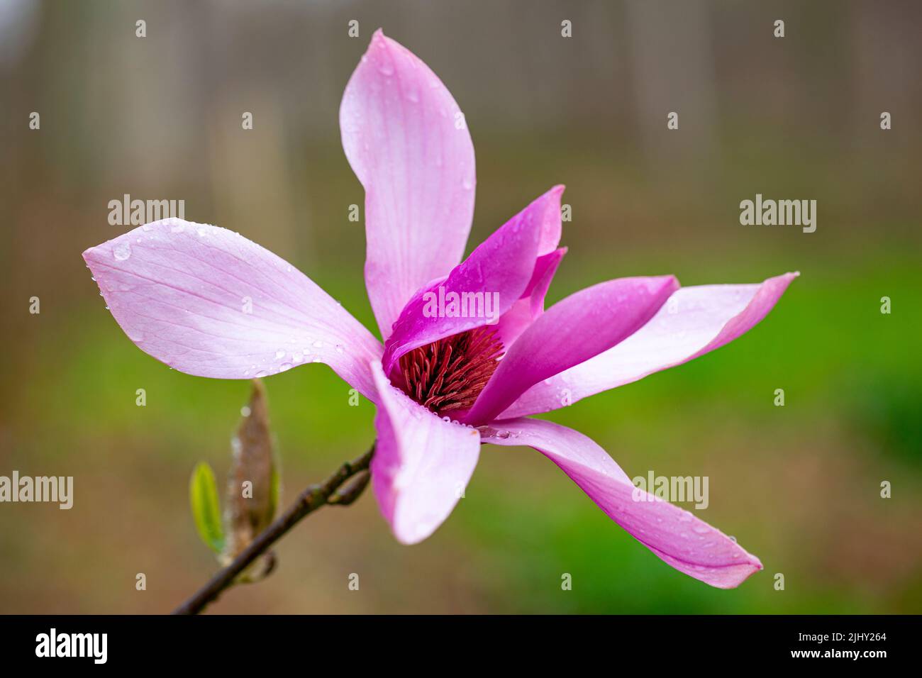 Magnolia 'Caerhays Surprise' Stock Photo