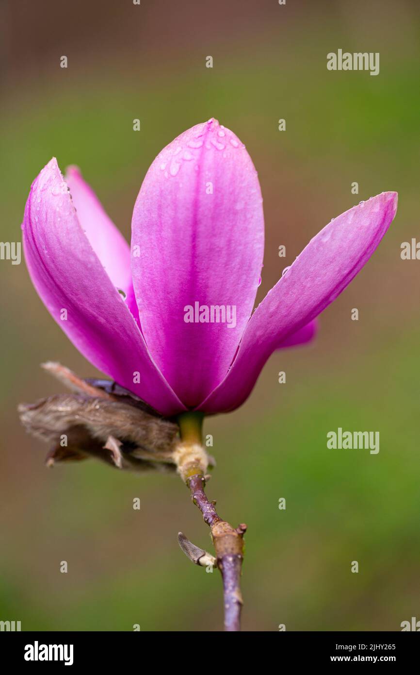 Magnolia 'Caerhays Surprise' Stock Photo