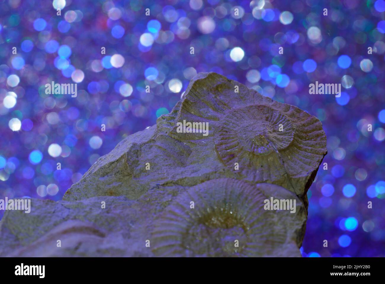 The Ammonites (Ammonoidea) an extinct subgroup of cephalopods against a shiny background Stock Photo
