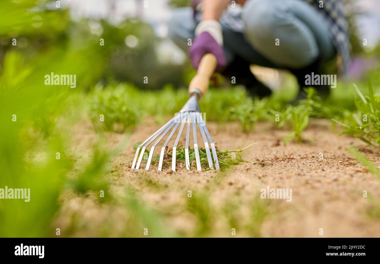woman weeding flowerbed with rake at summer garden Stock Photo - Alamy