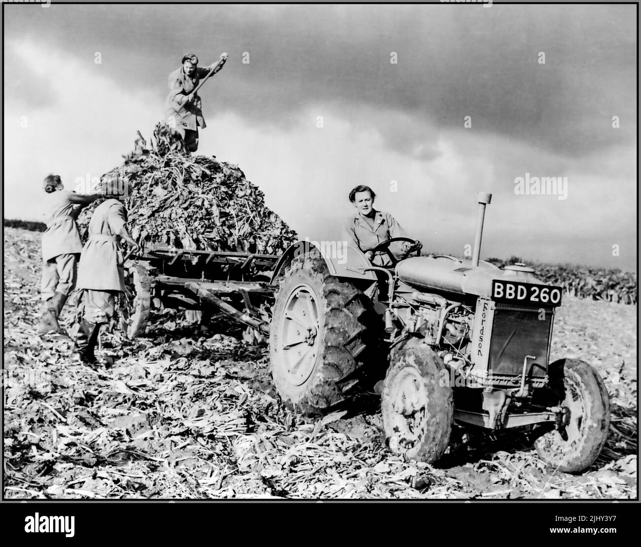 WW2  Women's Land Army British WLA harvesting beets propaganda image. A woman is driving a Fordson tractor in the foreground, while three others with pitchforks are loading the beetroots on the truck behind the tractor. Second World War World War II WW2 Date circa 1943 Stock Photo