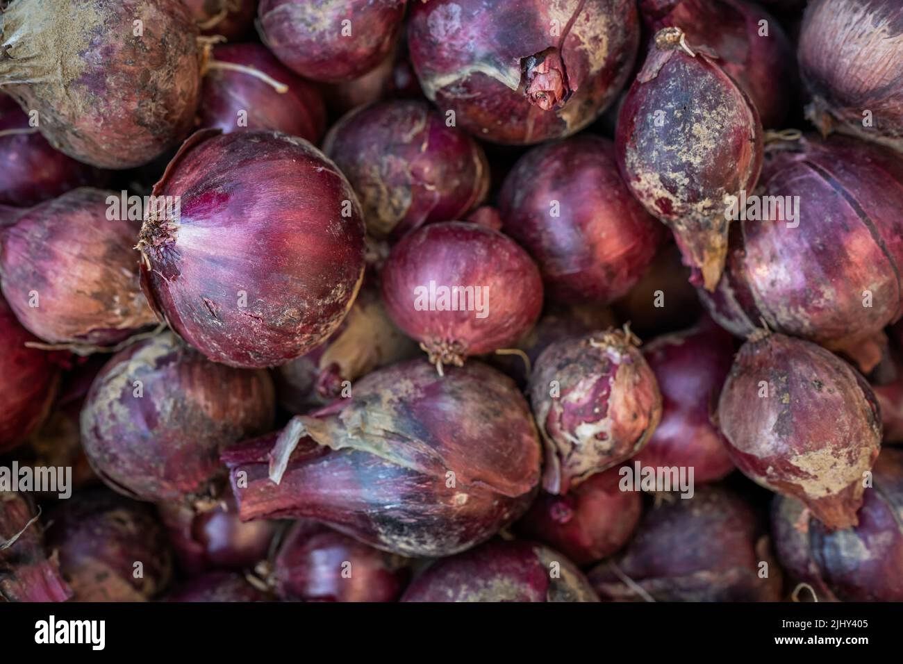 red onion full frame top view on fresh organic harvested onions stack bunch pile Stock Photo