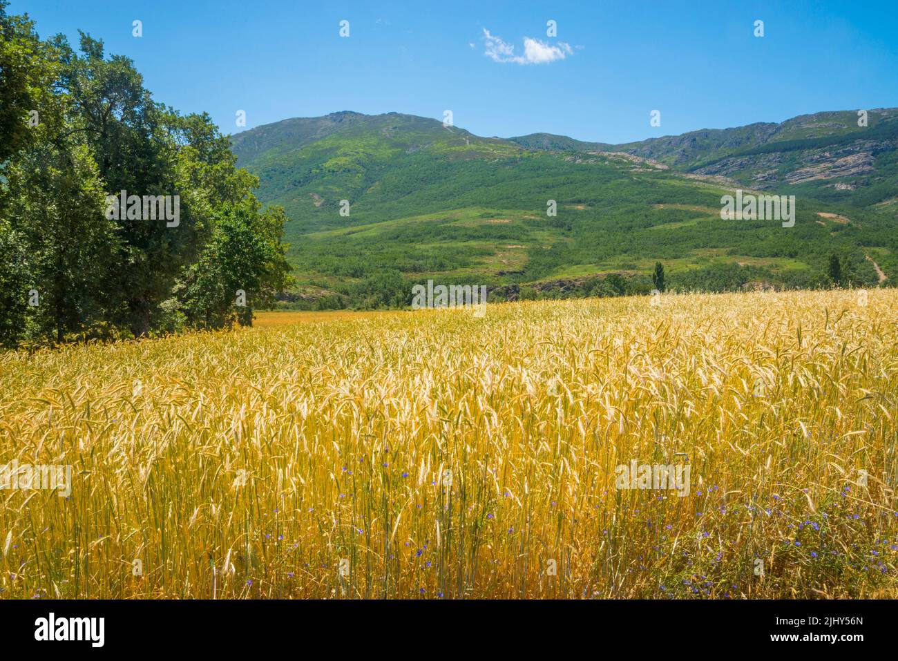 Wheat field. Martin Muñoz de Ayllon, Segovia province, Castilla Leon, Spain. Stock Photo
