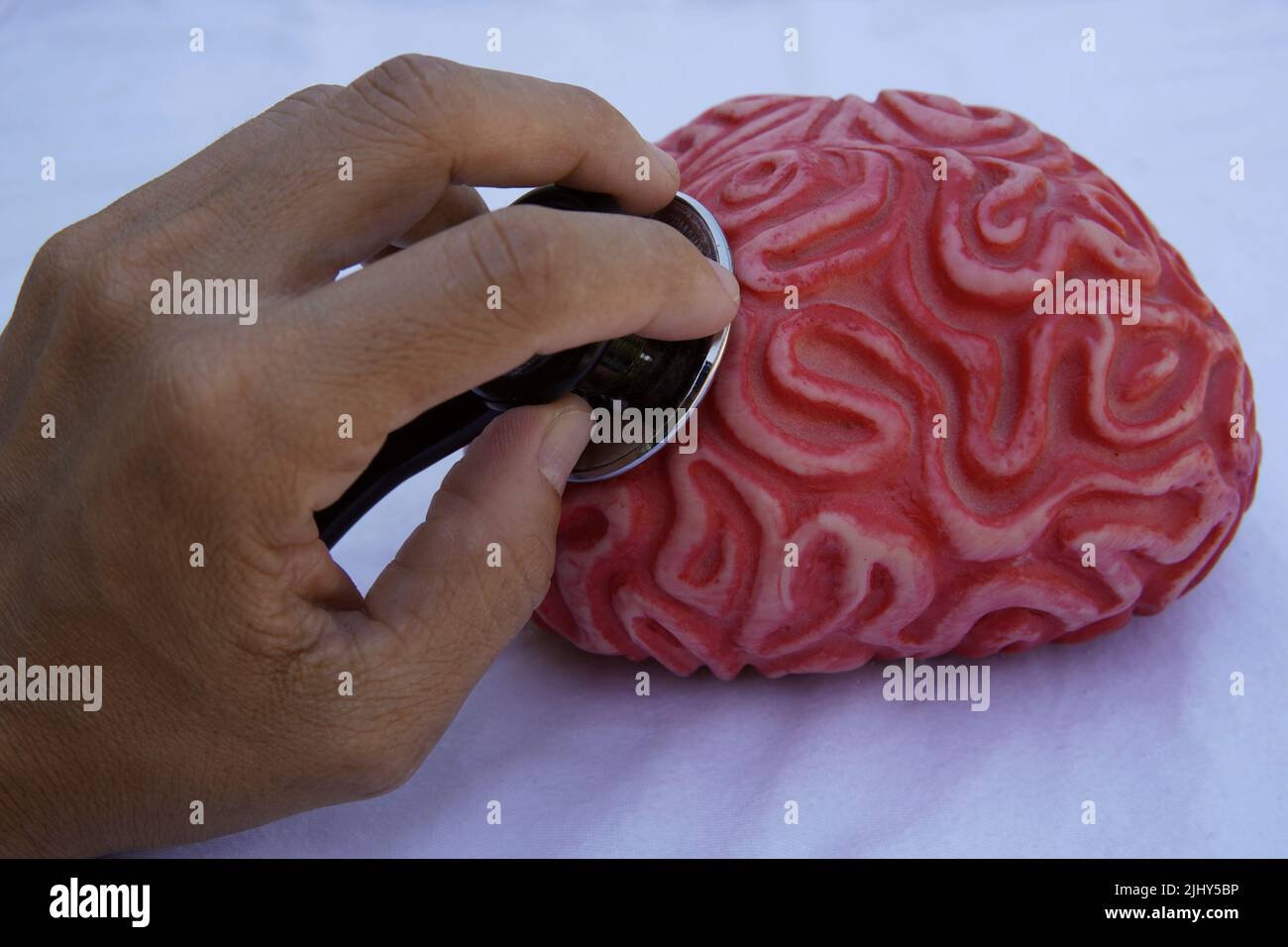 Human rubber brain with a stethoscope Stock Photo