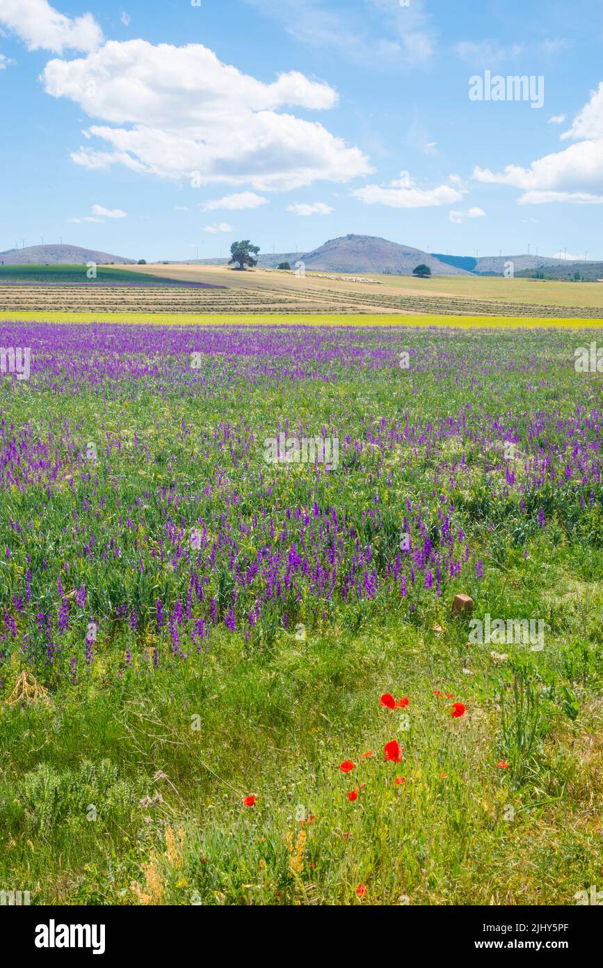 Spring landscape. Tiermes, Soria province, Castilla Leon, Spain. Stock Photo