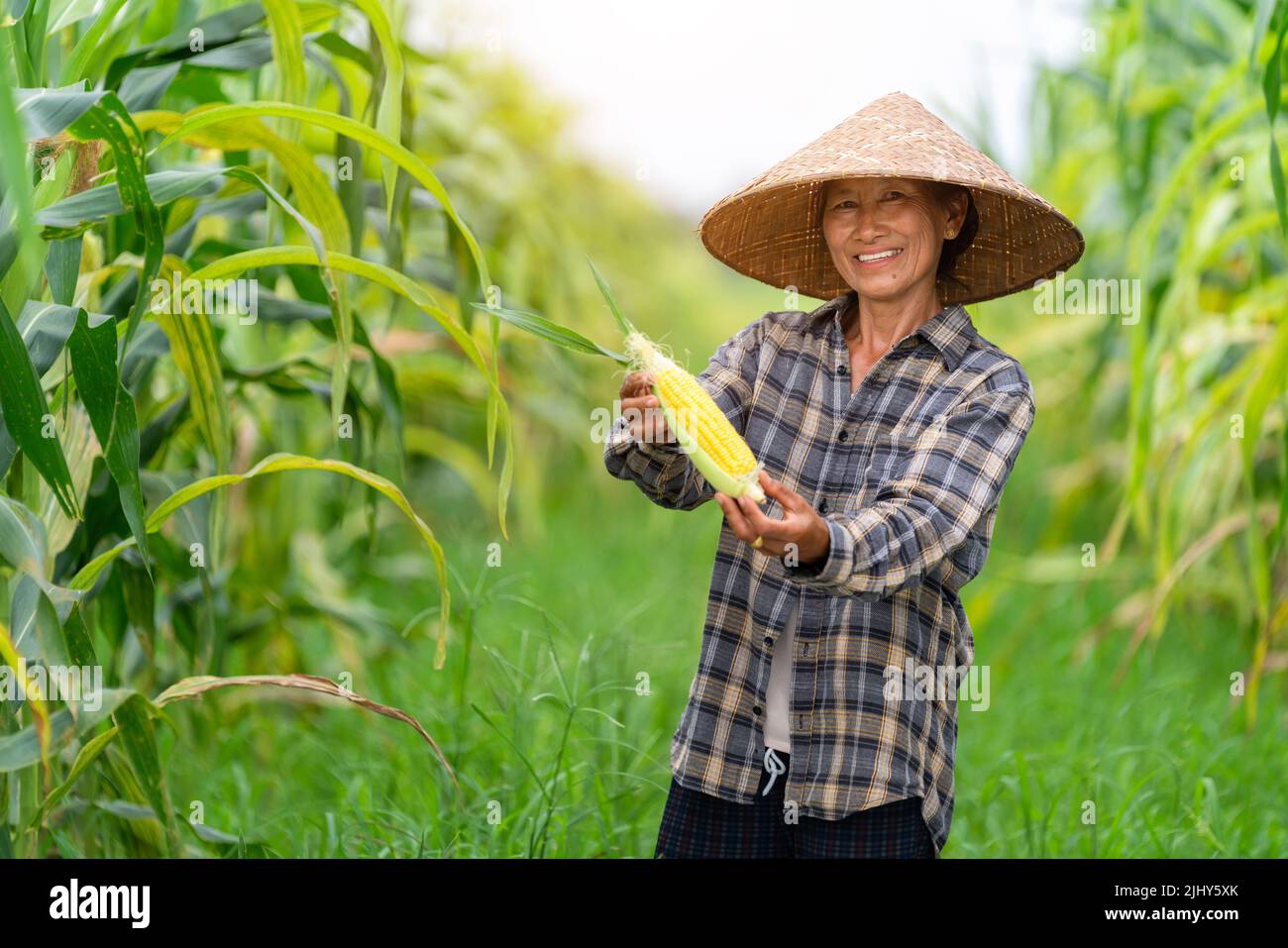 Happy asian farmer holding a fresh beautiful corn and perfect corn in ...