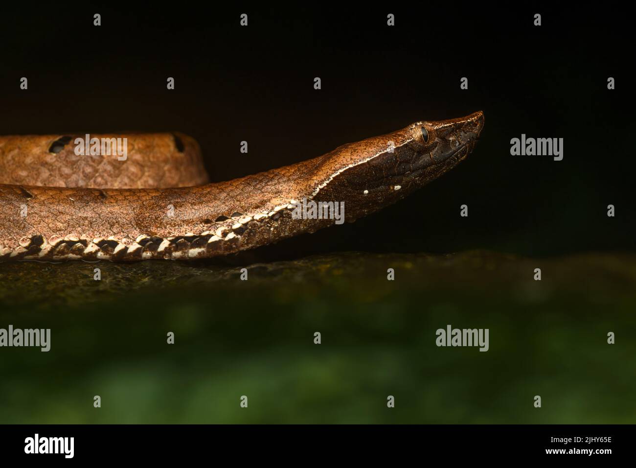 Portrait of a hump-nosed pit viper from Goa, India Stock Photo