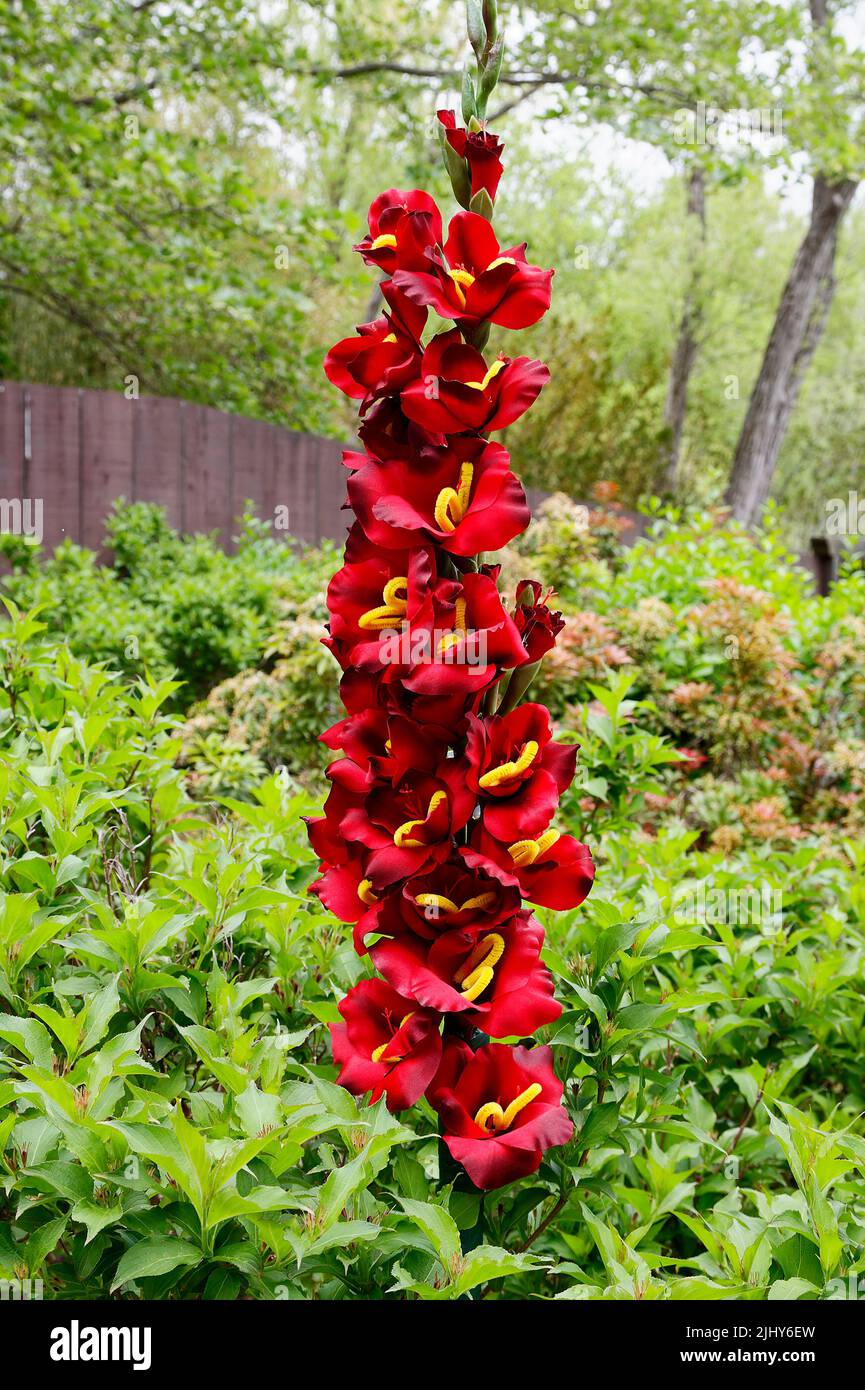 red flower stalk, multiple blossoms, green foliage, Grounds for Sculpture; New Jersey; Hamilton; NJ; summer Stock Photo