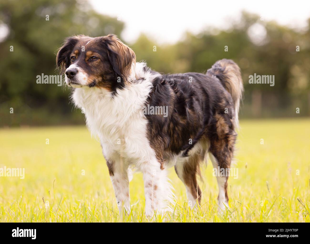 Happy and attentive looking rescued Bulgarian street dog enjoying his new life in the UK Stock Photo