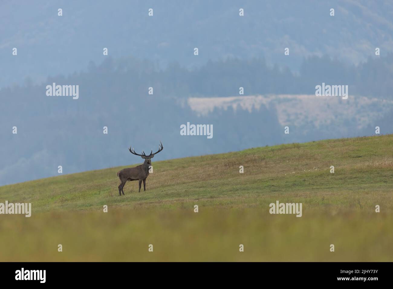 Red deer looking to the camera on hills in autumn Stock Photo