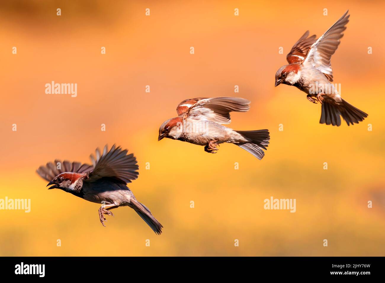 three stages of flight sparrow birds in the garden waving their wings